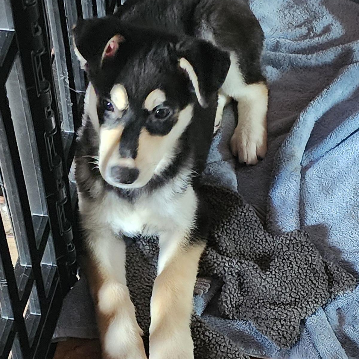 Enlarge Bonnie, a Adoptable mixed breed in Torrance, CA image 2/3