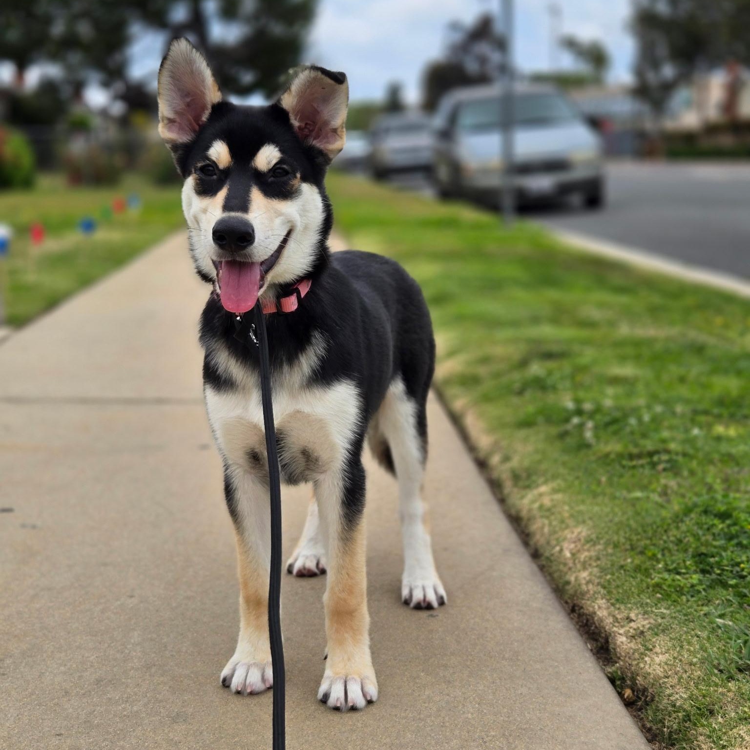 Enlarge Bonnie, a Adoptable mixed breed in Torrance, CA image 3/3