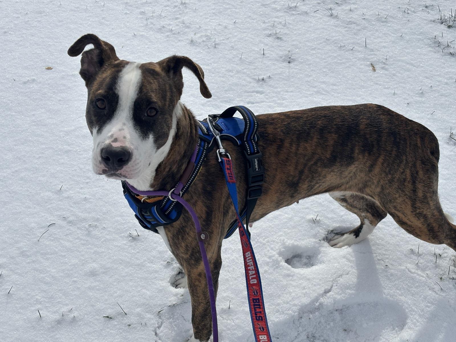 Lizzie, Adoptable, Adult Female Labrador Retriever & Pit Bull Terrier.