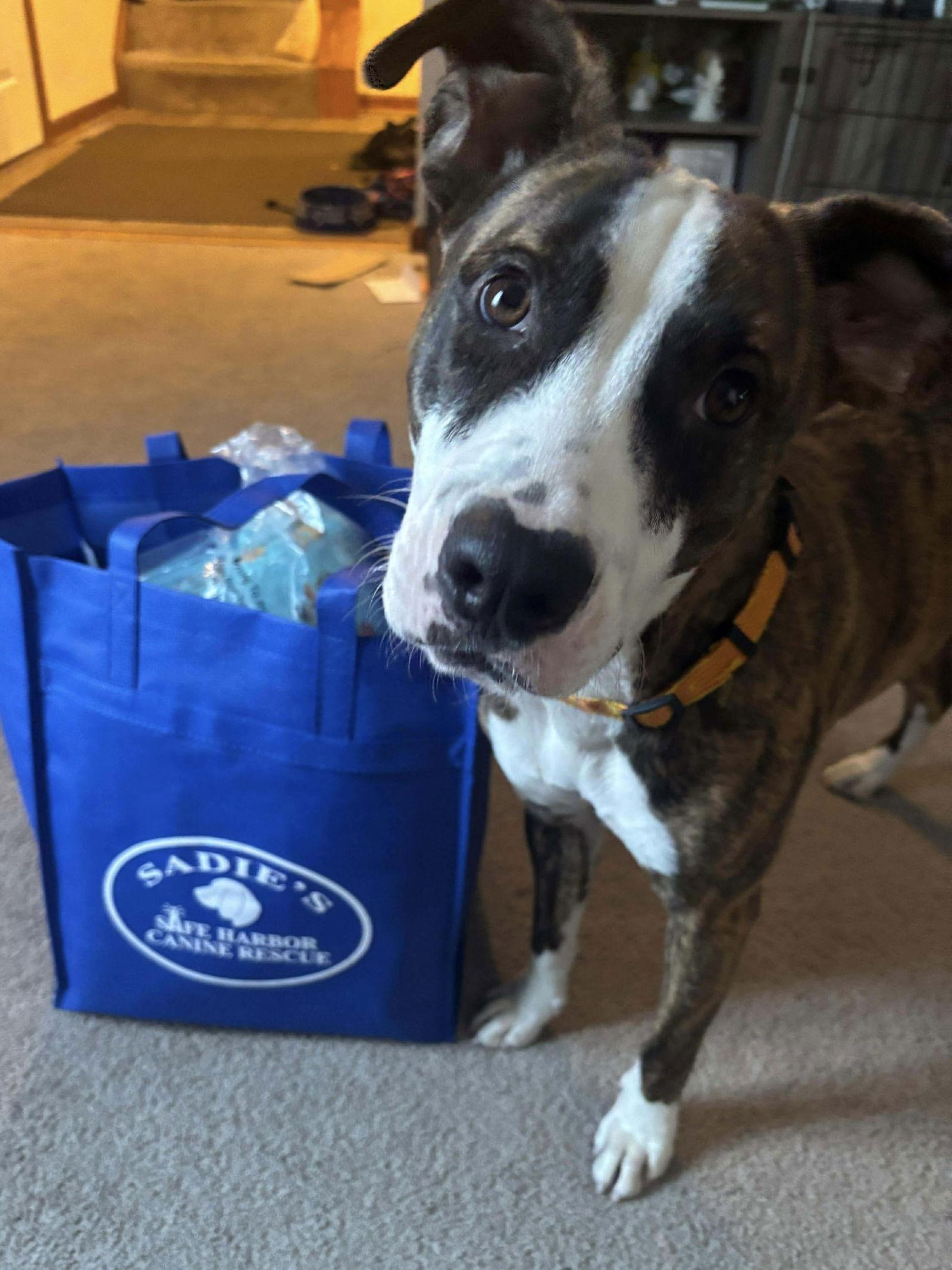 Enlarge Lizzie, a Adoptable mixed breed in Springville, NY image 3/3