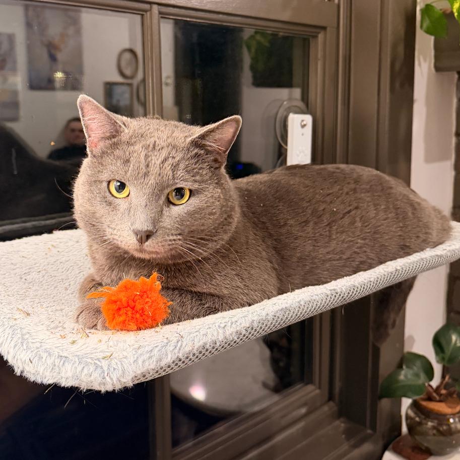 Enlarge Duncan, a Adoptable Domestic Short Hair in Grantsville, UT image 2/6