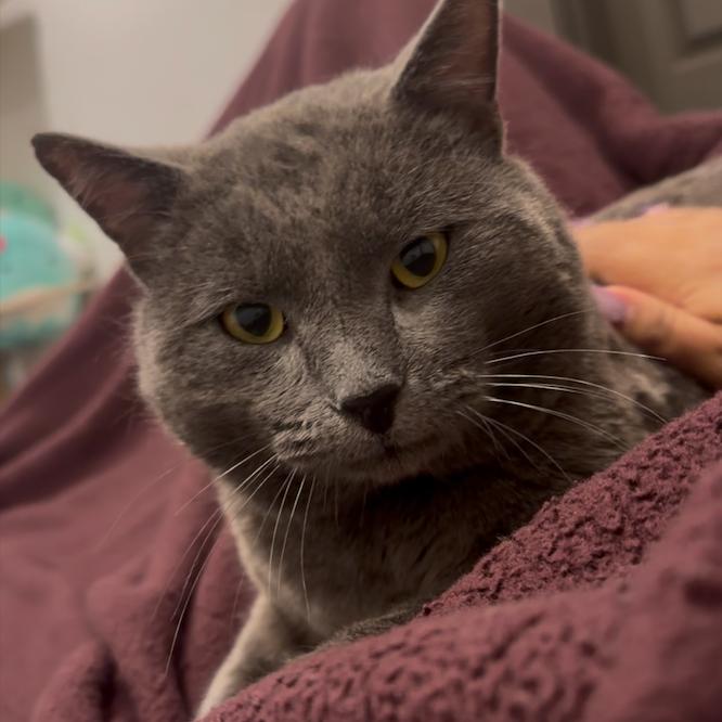 Enlarge Duncan, a Adoptable Domestic Short Hair in Grantsville, UT image 3/6