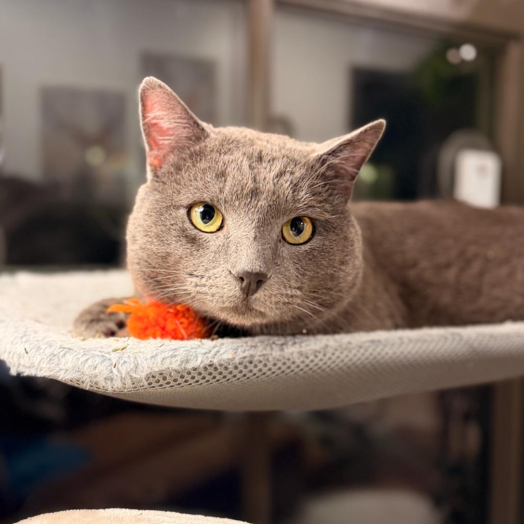 Enlarge Duncan, a Adoptable Domestic Short Hair in Grantsville, UT image 4/6