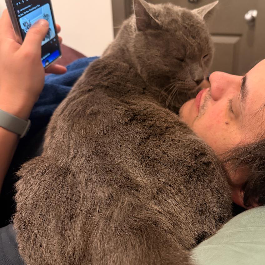 Enlarge Duncan, a Adoptable Domestic Short Hair in Grantsville, UT image 5/6