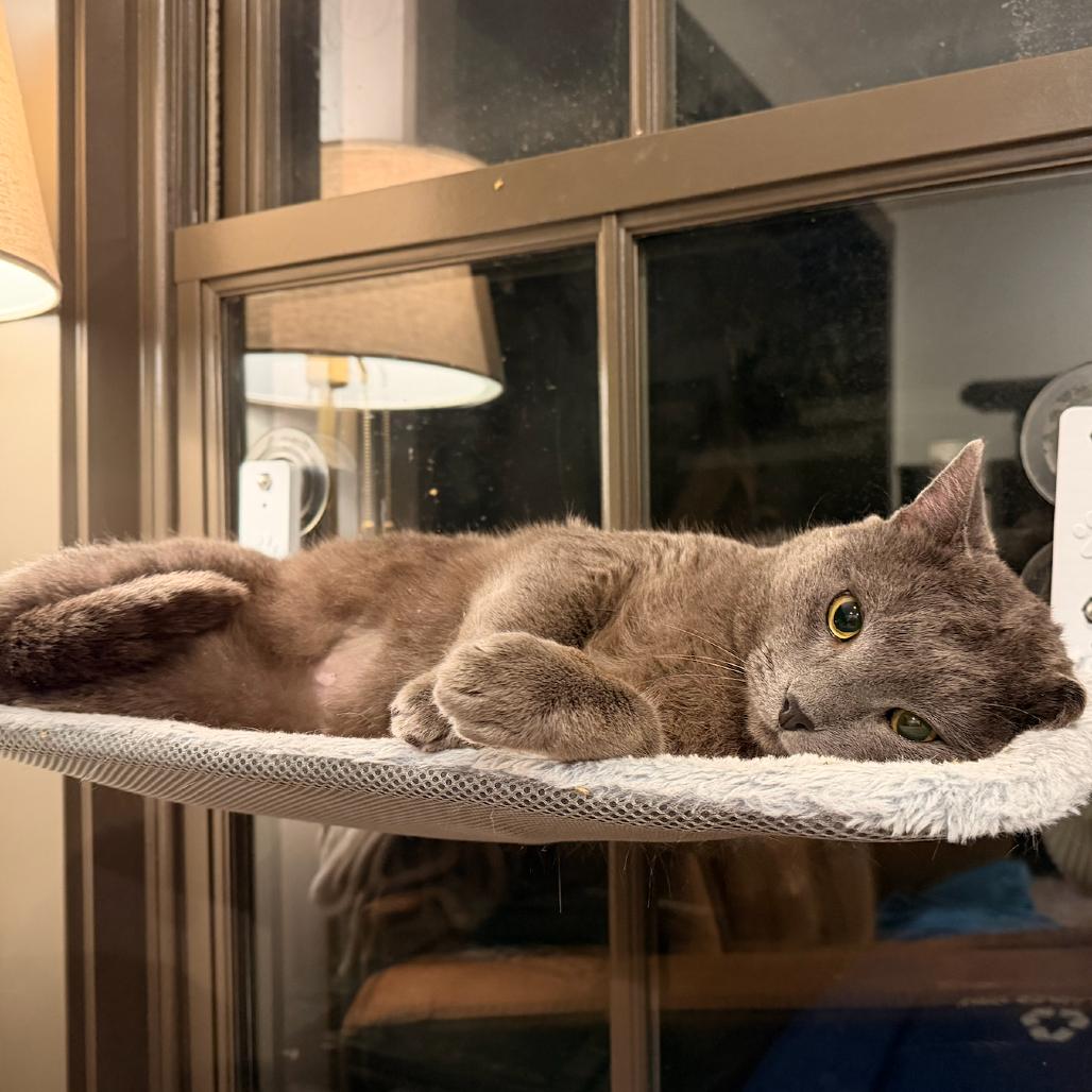 Enlarge Duncan, a Adoptable Domestic Short Hair in Grantsville, UT image 6/6