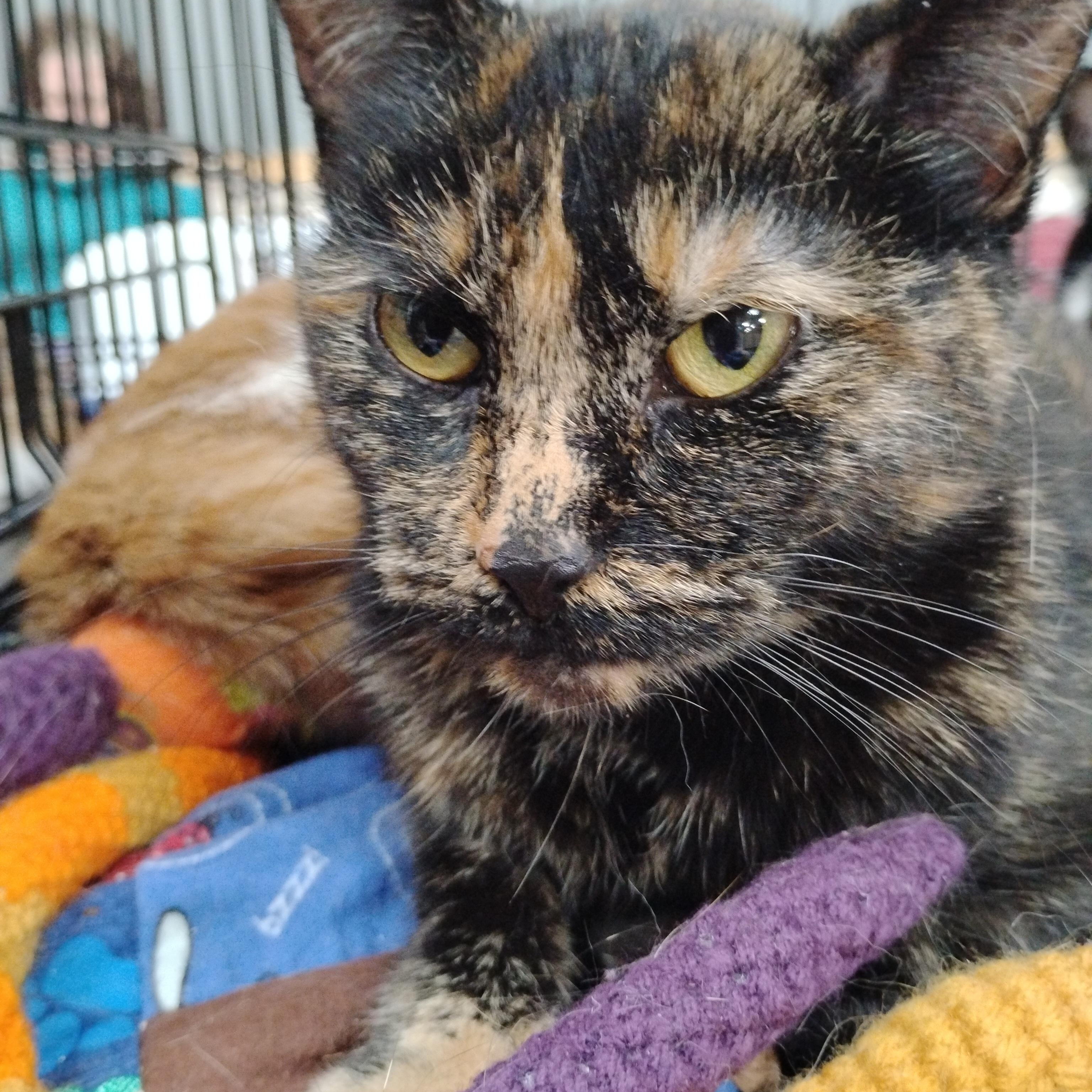 Enlarge Ember, an adopted Domestic Short Hair in Battle Creek, MI image 1/3