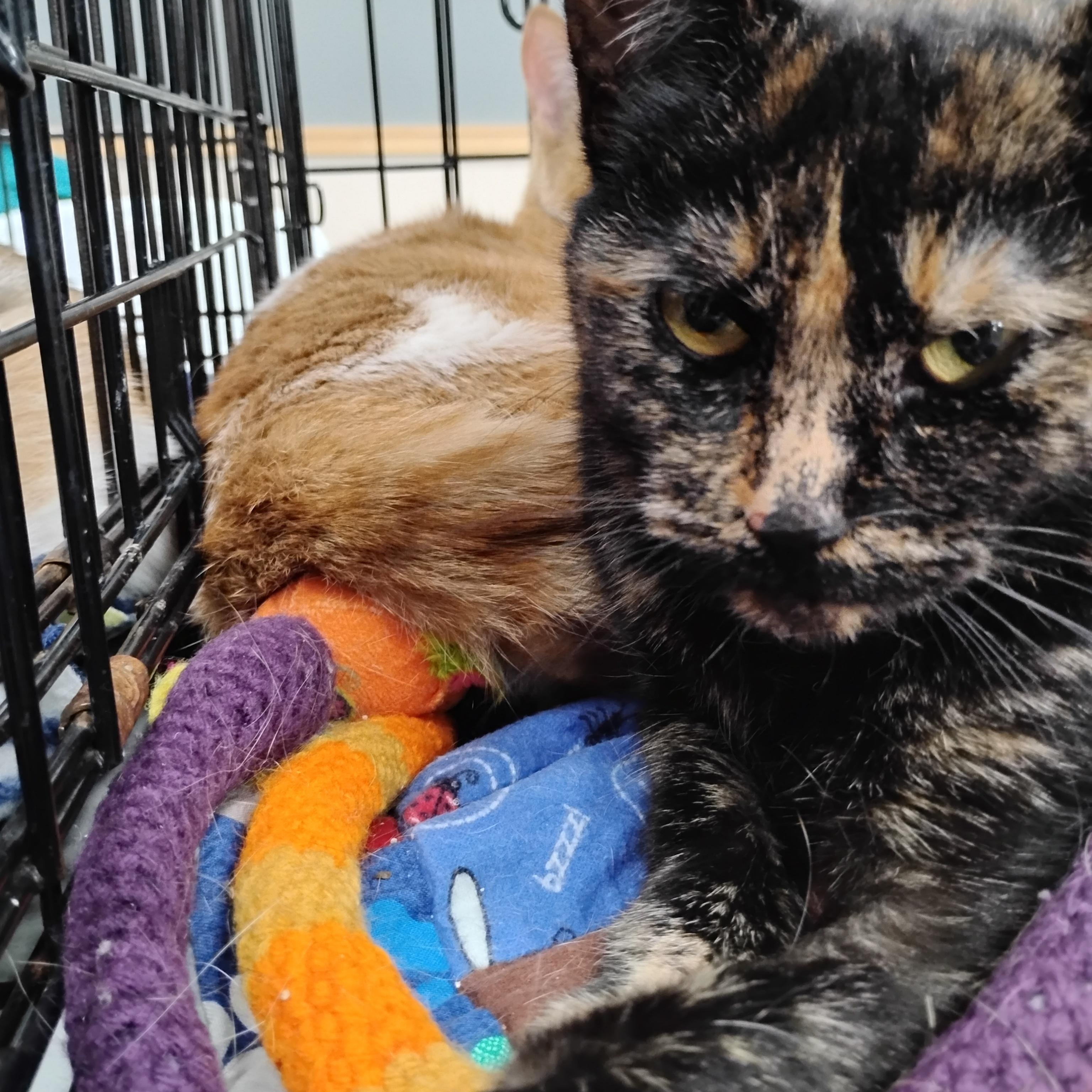 Enlarge Ember, an adopted Domestic Short Hair in Battle Creek, MI image 3/3