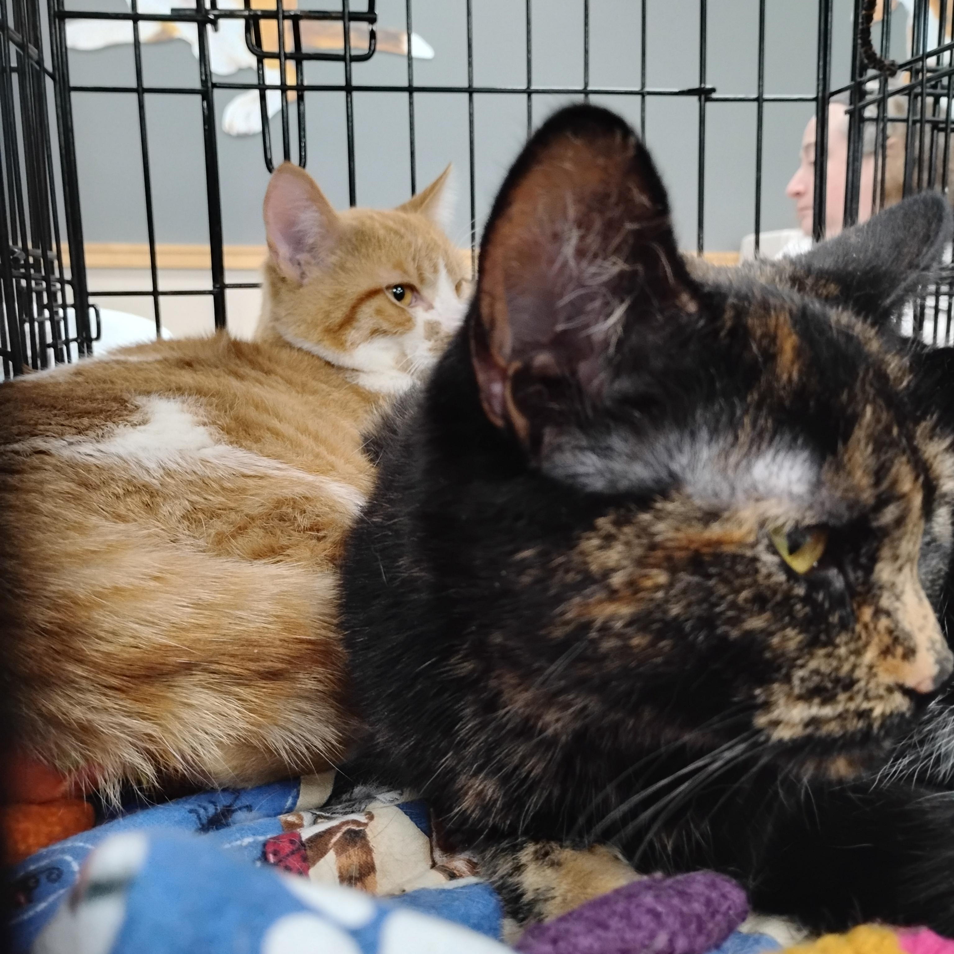 Enlarge Ember, an adopted Domestic Short Hair in Battle Creek, MI image 2/3