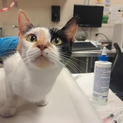 Bitty, Adoptable, Adult Female Domestic Short Hair & Domestic Short Hair.