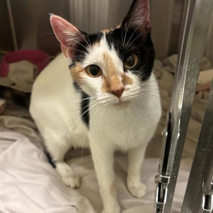 Bitty, Adoptable, Adult Female Domestic Short Hair & Domestic Short Hair.