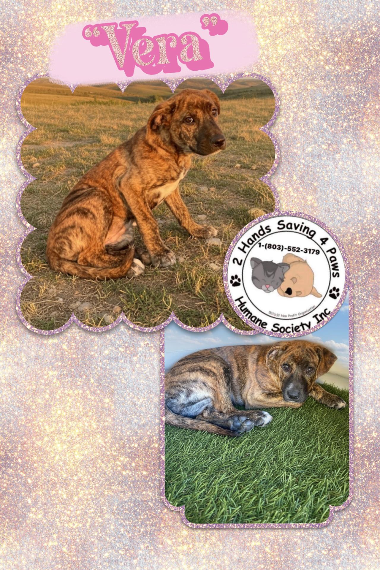 Vera, Adoptable, Young Female Presa Canario.