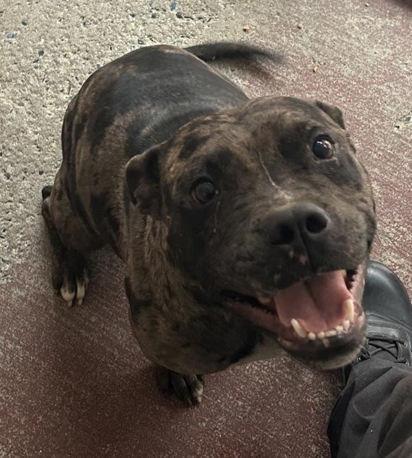 Enlarge Fendi, a Adoptable mixed breed in Salisbury, MD image 1/2