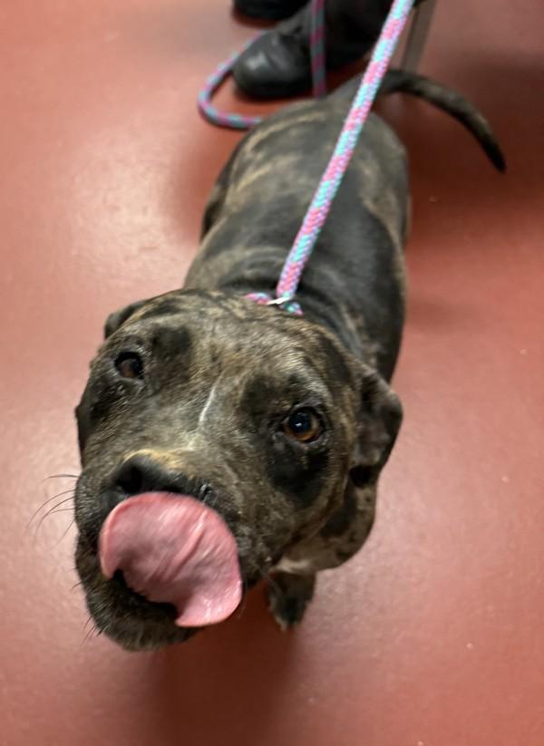 Enlarge Fendi, a Adoptable mixed breed in Salisbury, MD image 2/2