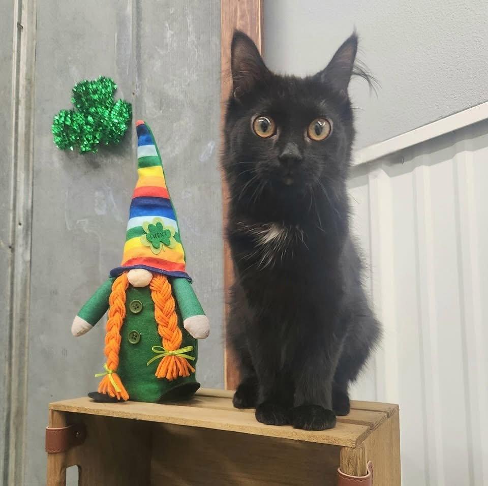 Enlarge Juno, a Adopted Domestic Long Hair in Detroit Lakes, MN image 1/3
