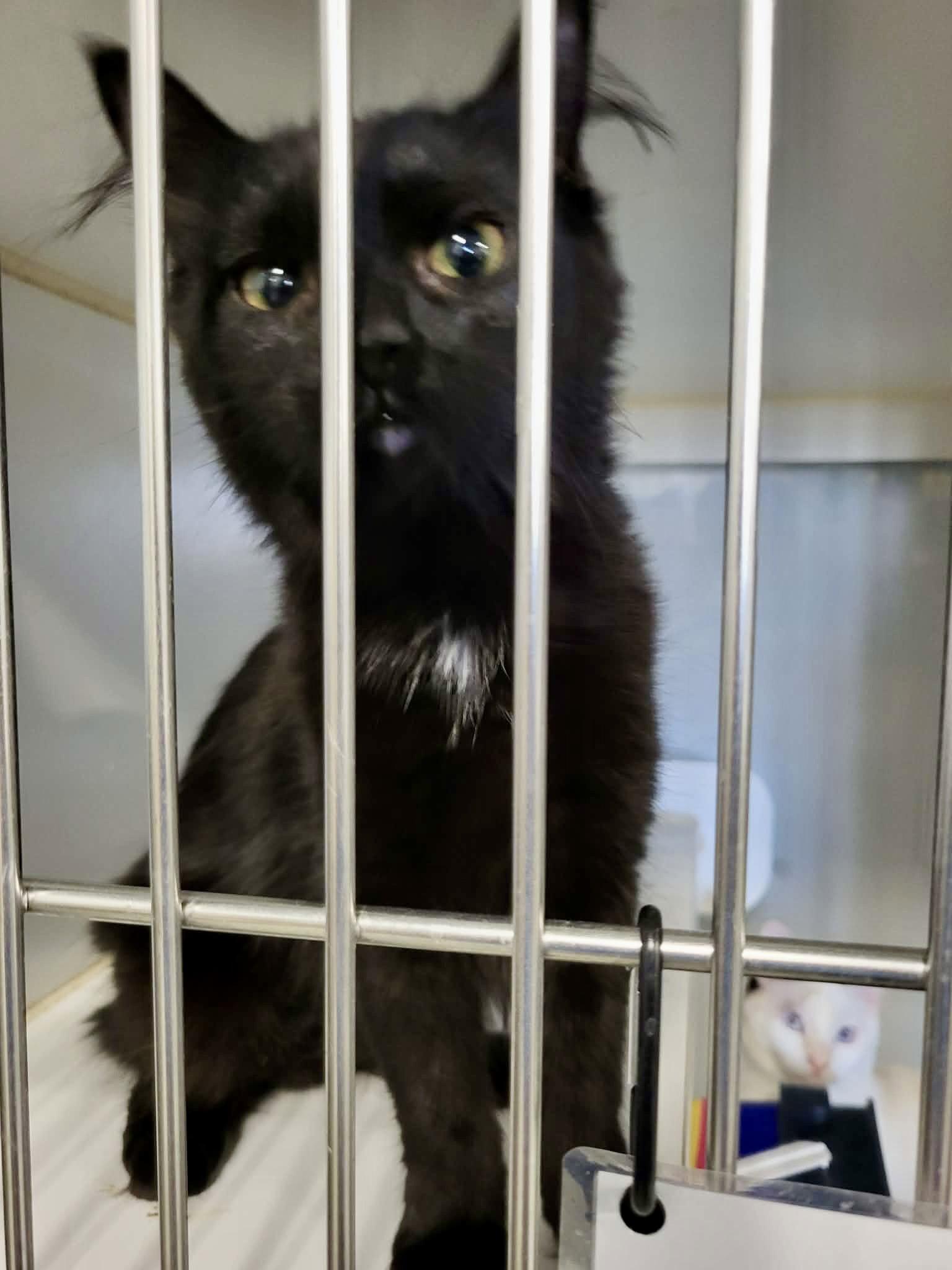 Enlarge Juno, a Adopted Domestic Long Hair in Detroit Lakes, MN image 3/3