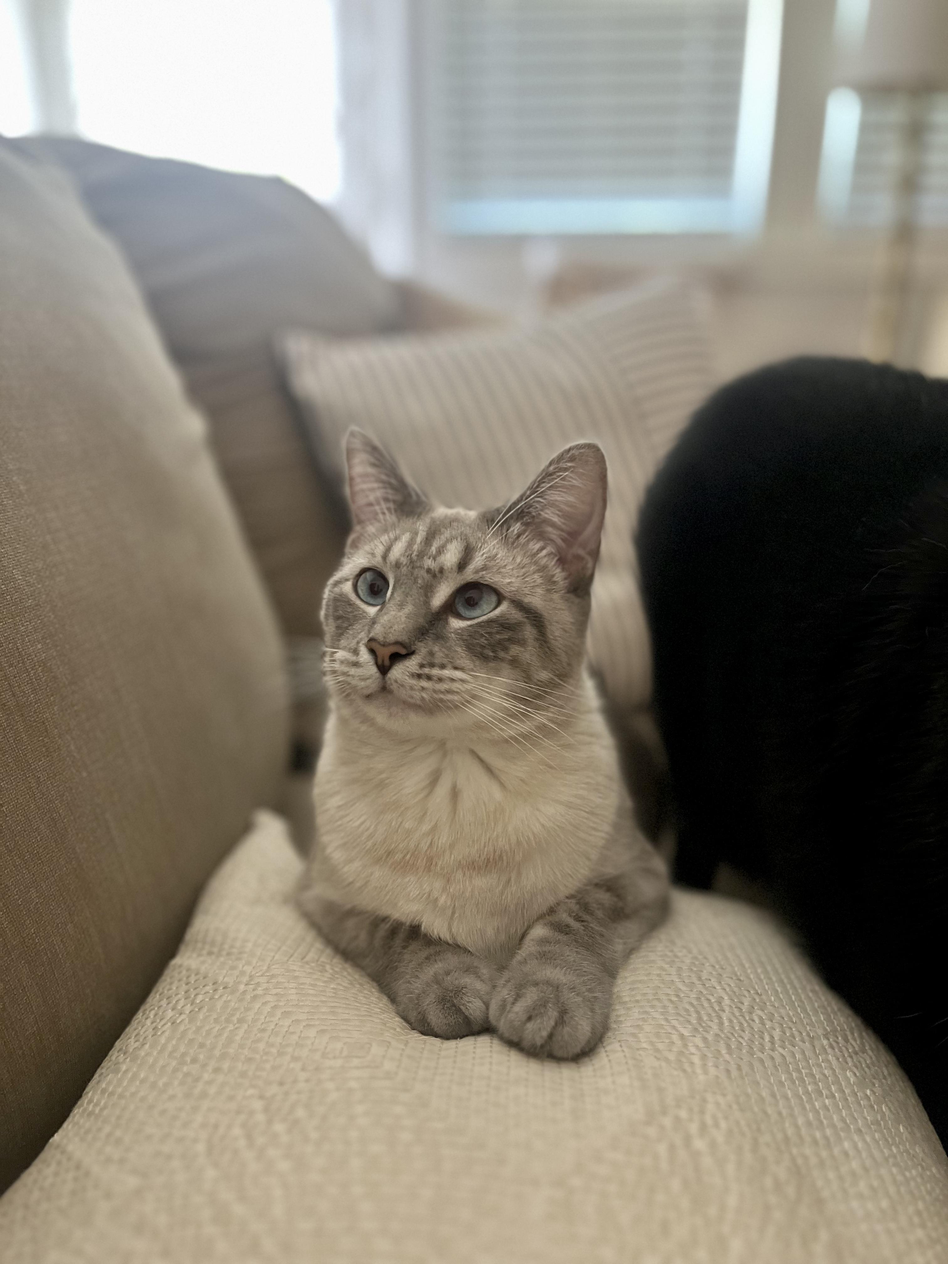 Poppy, a Adoptable Domestic Short Hair in Nashville, TN image 2/3