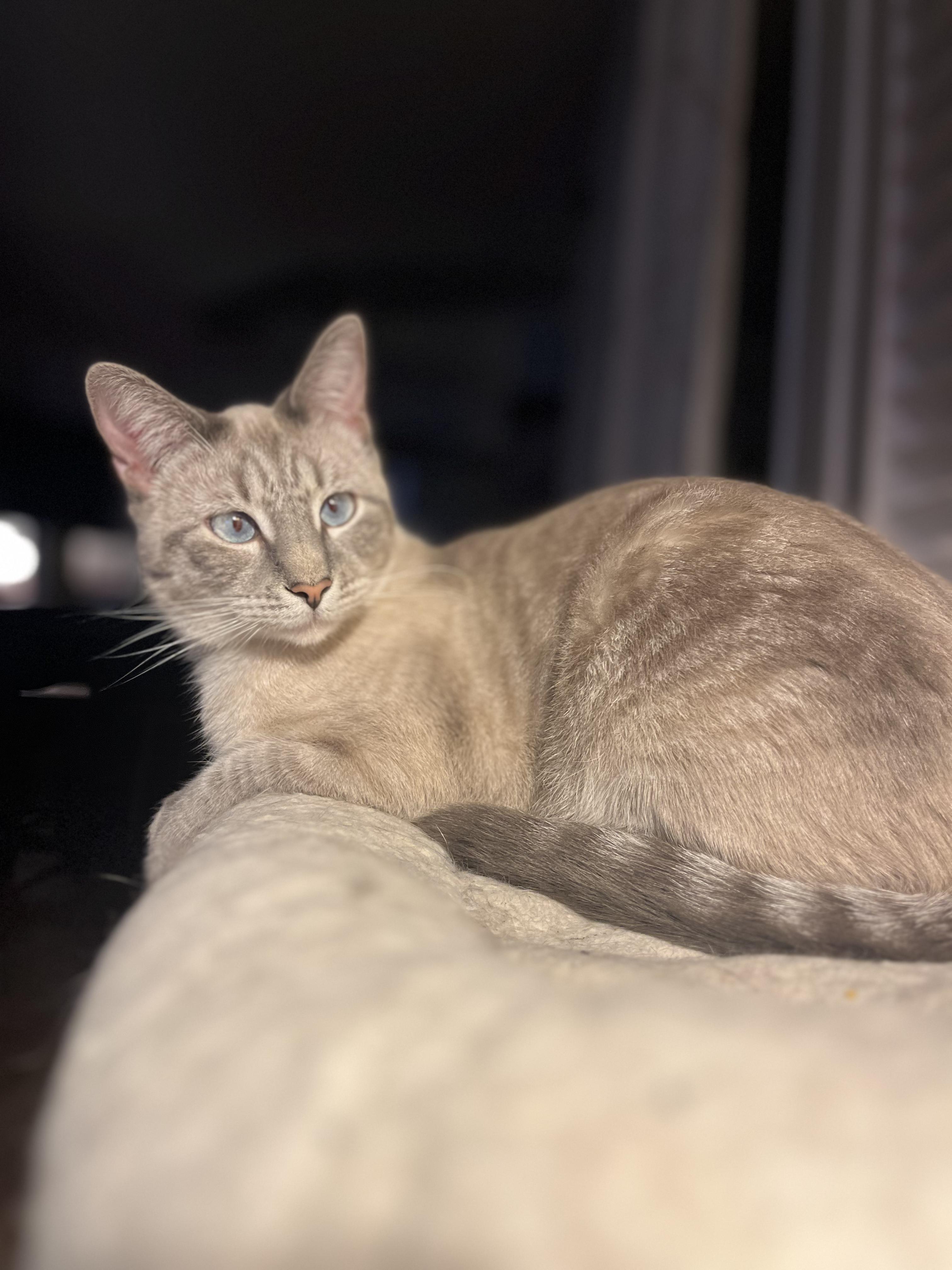 Poppy, a Adoptable Domestic Short Hair in Nashville, TN image 1/3