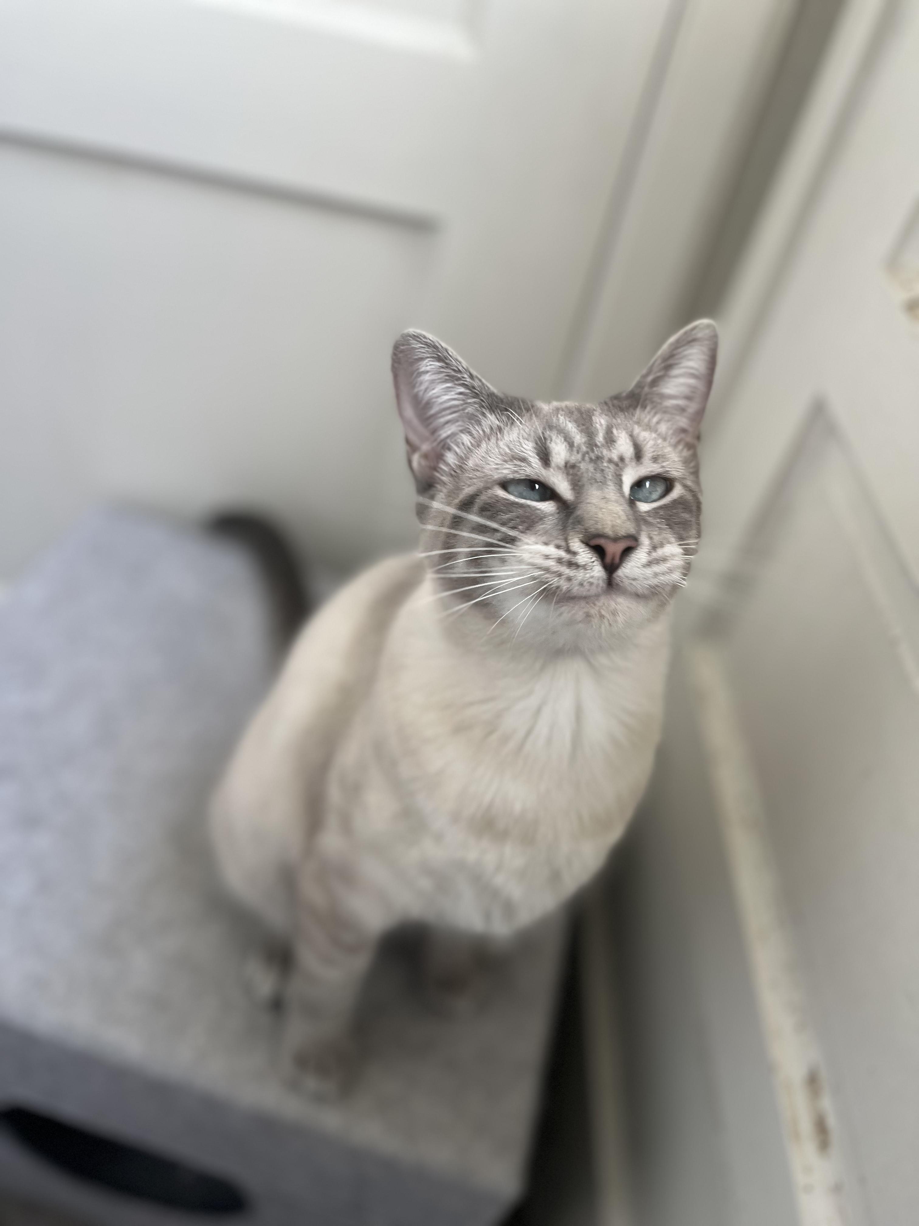 Poppy, a Adoptable Domestic Short Hair in Nashville, TN image 3/3