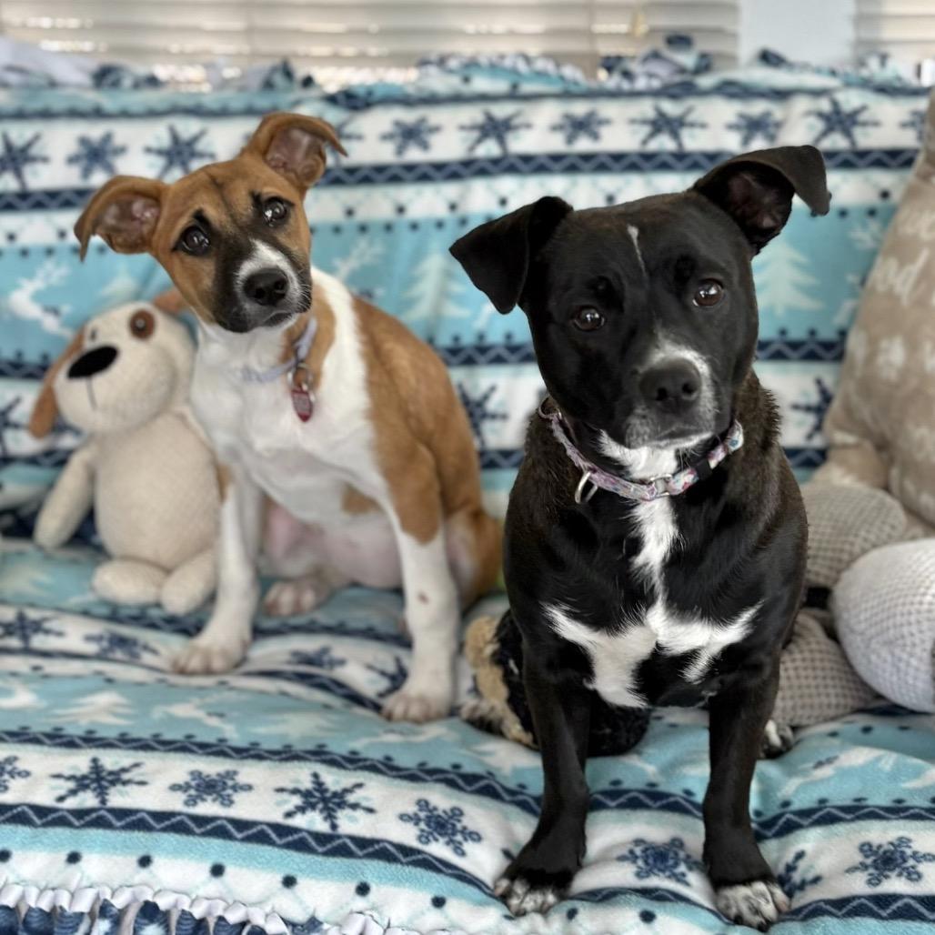 Enlarge RENA, a Adoptable Terrier in Atco, NJ image 1/6