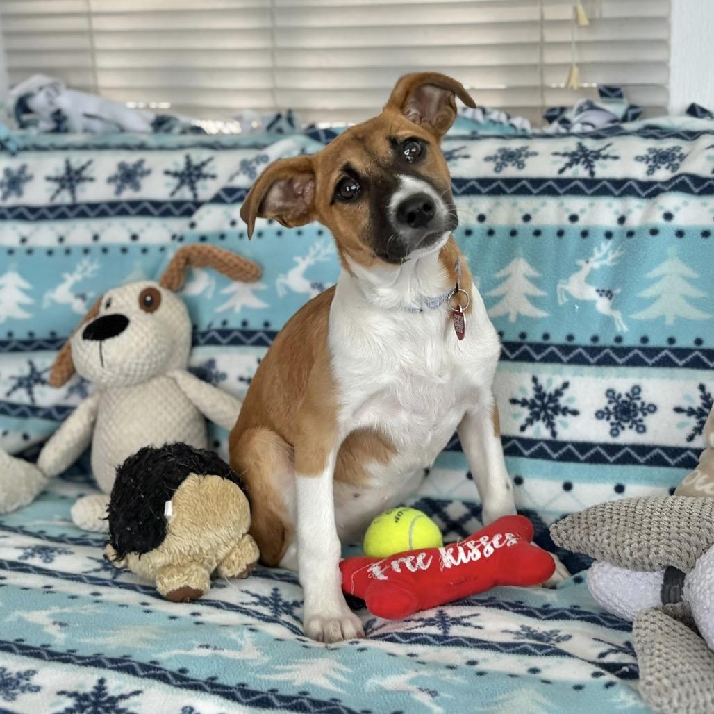 Enlarge RENA, a Adoptable Terrier in Atco, NJ image 2/6