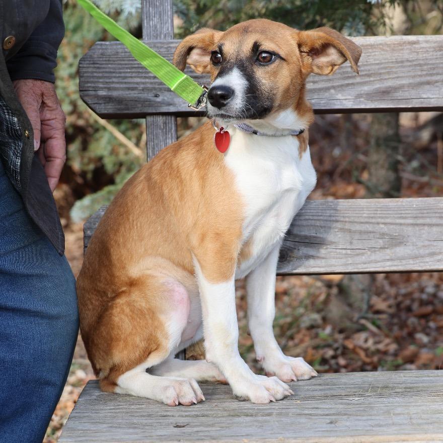 Enlarge RENA, a Adoptable Terrier in Atco, NJ image 3/6