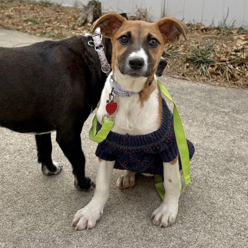 Enlarge RENA, a Adoptable Terrier in Atco, NJ image 4/6