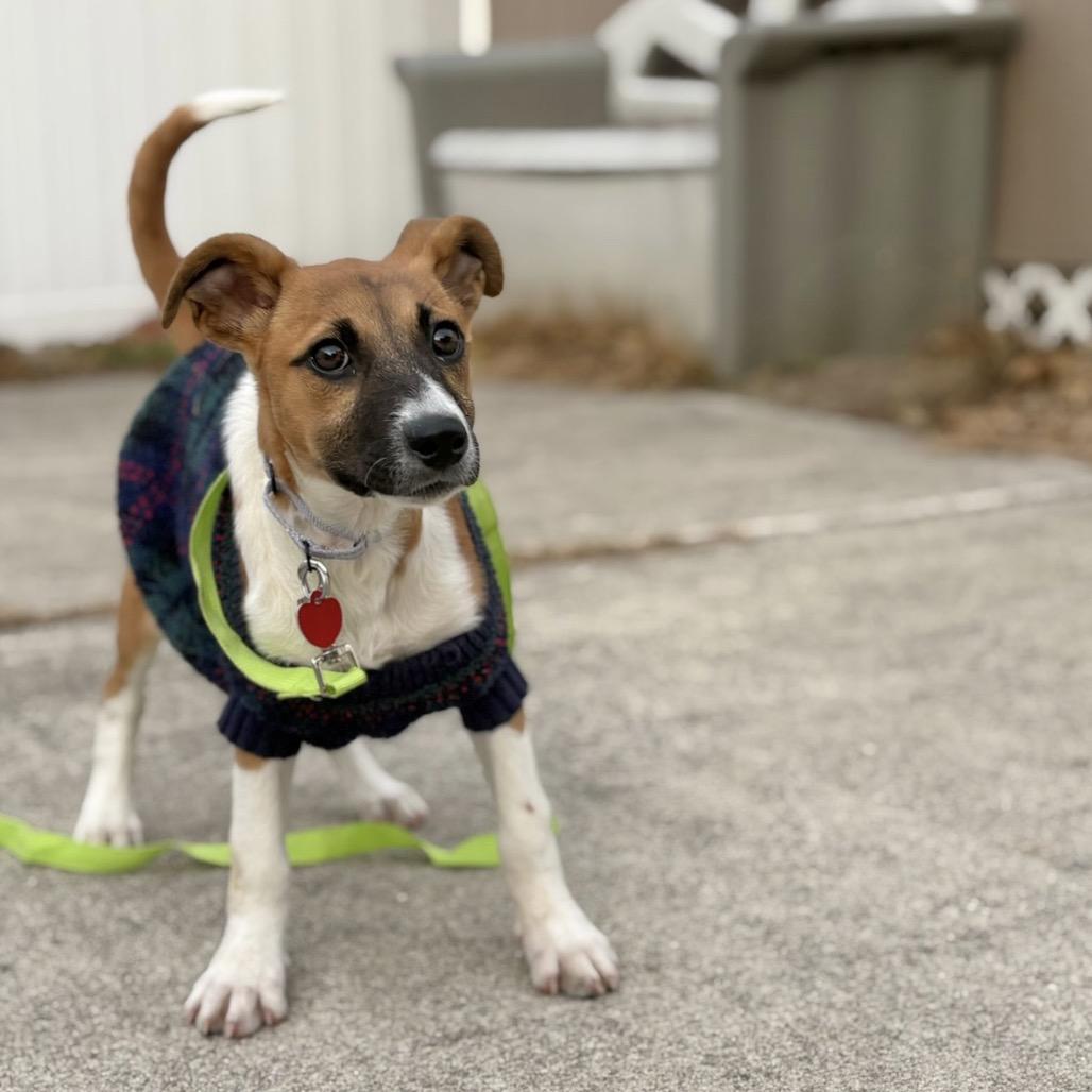 Enlarge RENA, a Adoptable Terrier in Atco, NJ image 6/6