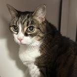 Enlarge Pumpkin, a Adoptable Domestic Short Hair in Hilliard, OH image 1/1