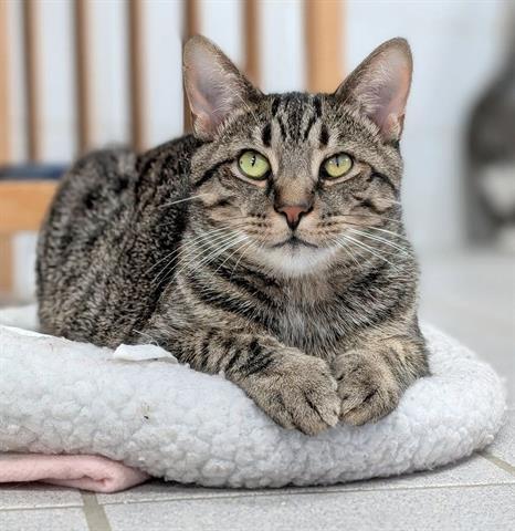 Enlarge SHAWN, a Adoptable Domestic Short Hair in Canfield, OH image 1/1