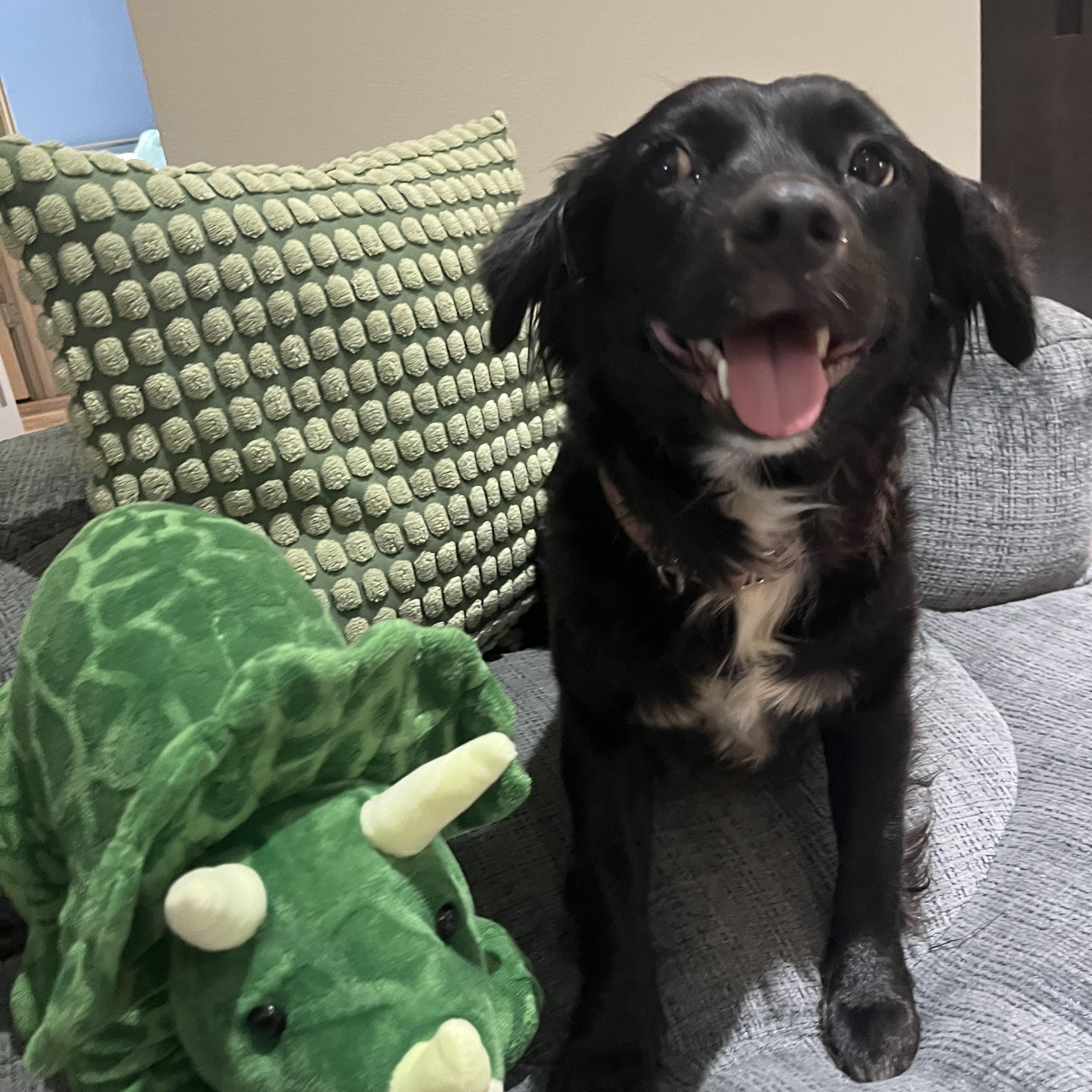 Bessie, Adopted, Adult Female Boykin Spaniel & Flat-Coated Retriever.