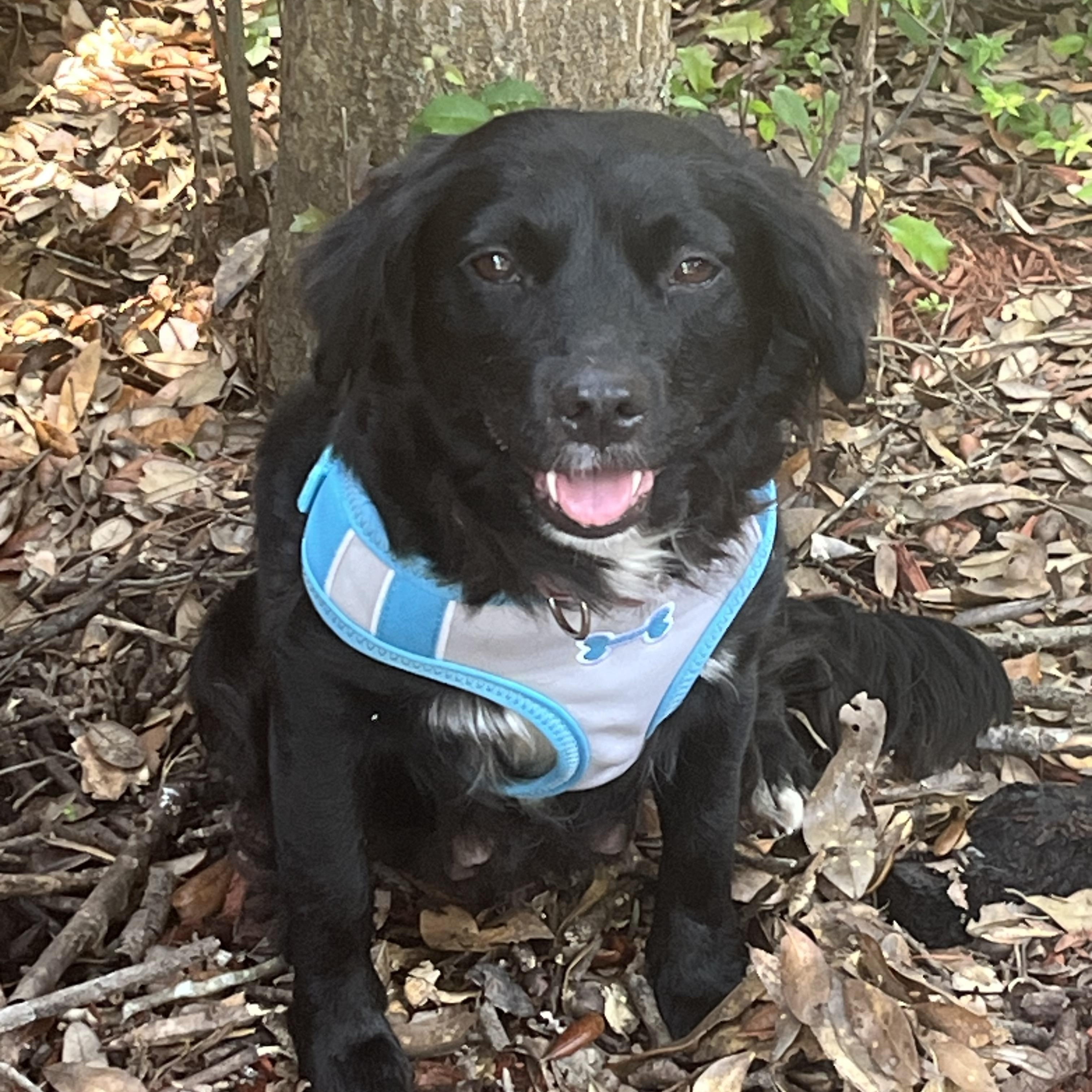 Enlarge Bessie, a Adopted mixed breed in Pensacola, FL image 4/4
