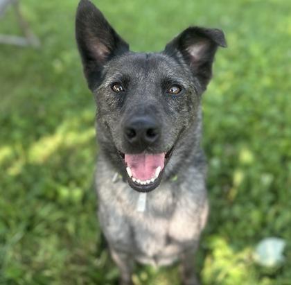 Enlarge Ringo, a ADOPTABLE Mixed Breed in Dubuque, IA image 1/3