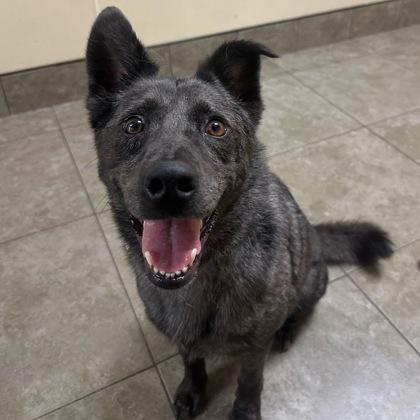 Enlarge Ringo, a ADOPTABLE Mixed Breed in Dubuque, IA image 2/3