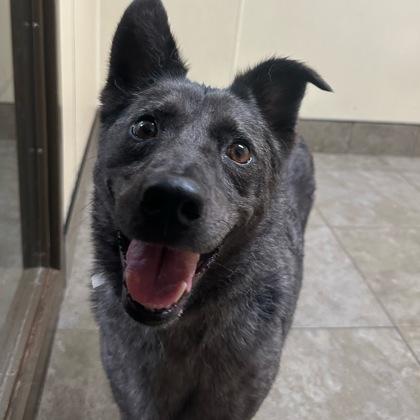 Enlarge Ringo, a ADOPTABLE Mixed Breed in Dubuque, IA image 3/3