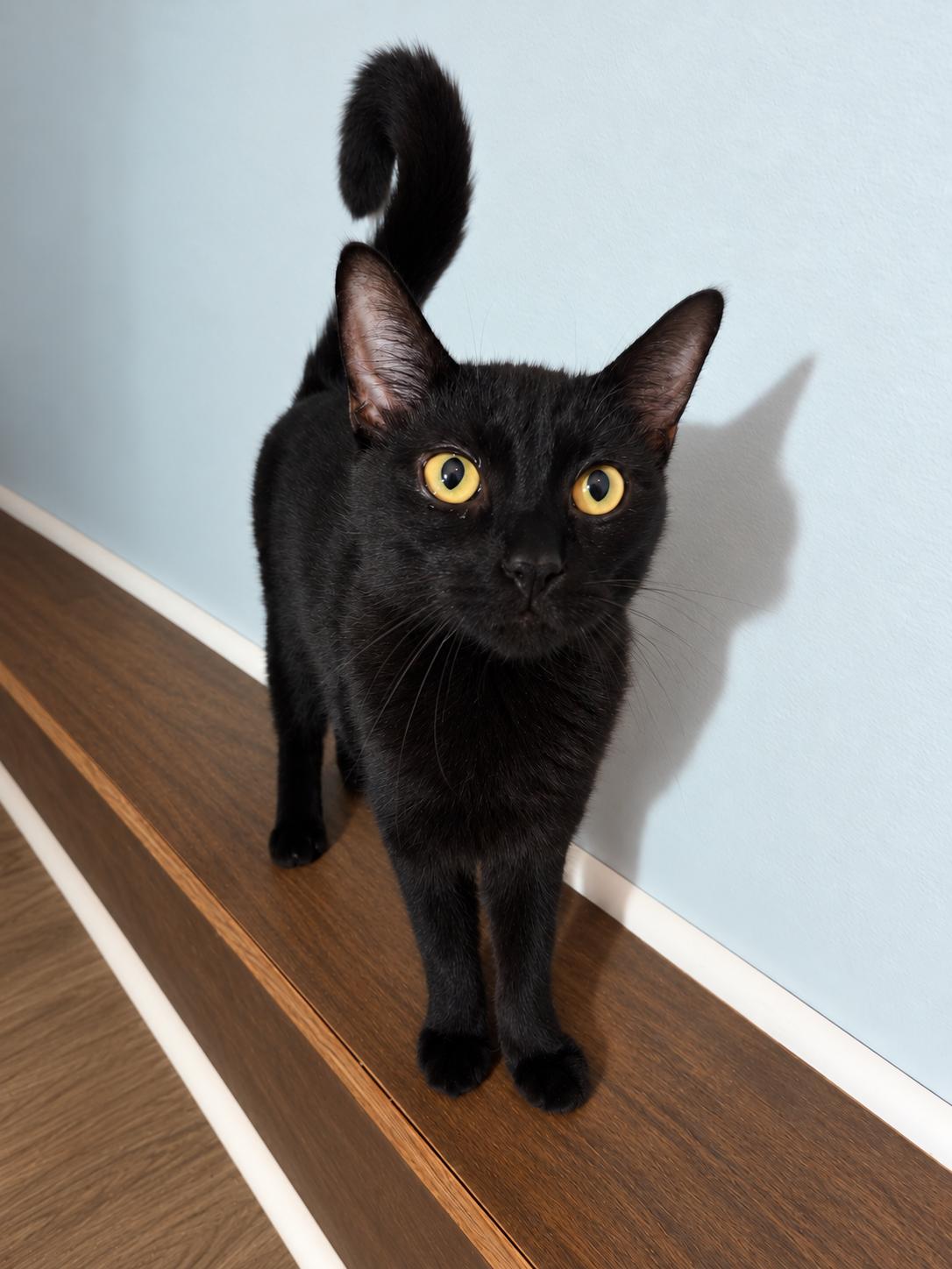 Sax, Adoptable, Young Male Domestic Short Hair.