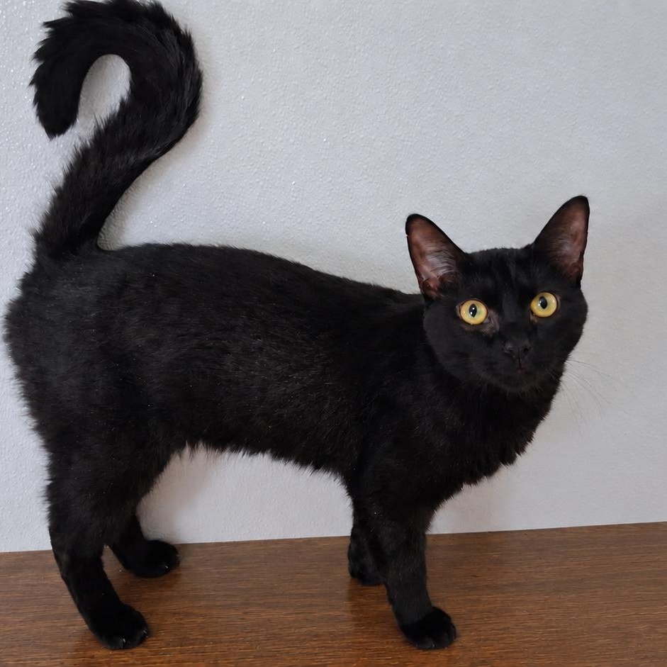 Enlarge Sax, a Adopted Domestic Short Hair in Charleston, SC image 3/3