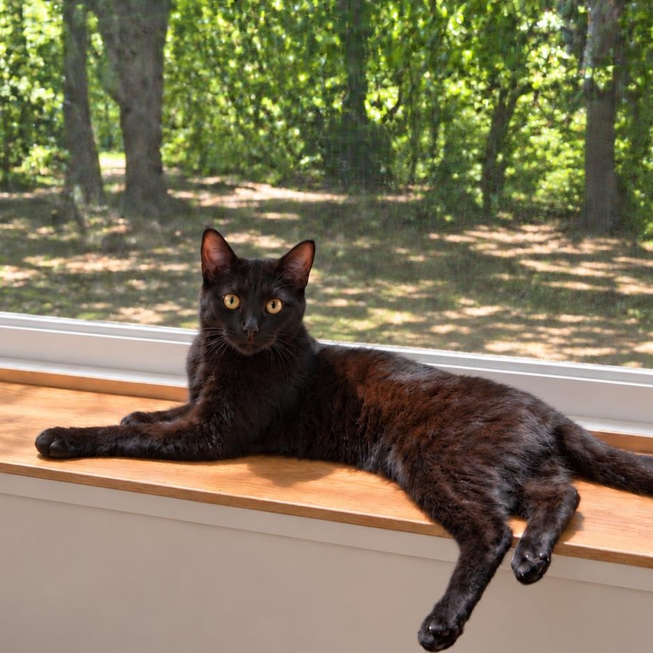 Enlarge Sax, a Adopted Domestic Short Hair in Charleston, SC image 2/3