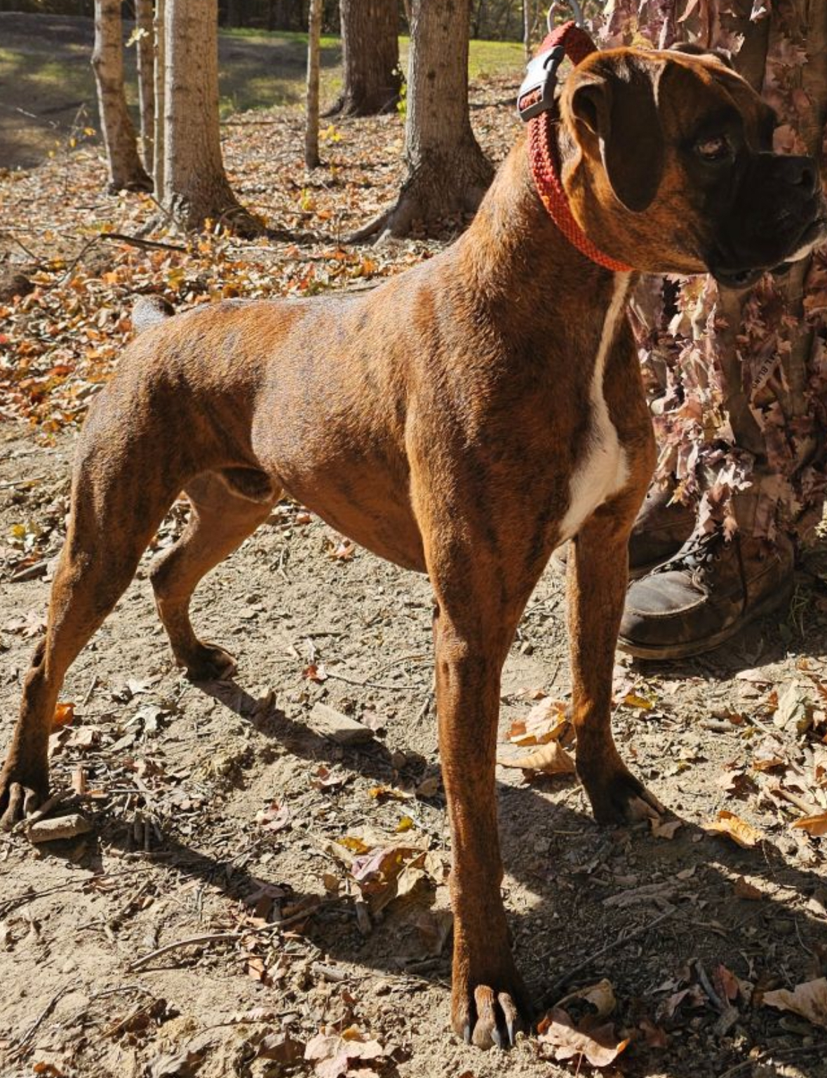 Enlarge Buster, a Adopted Boxer in Newton, IL image 1/2