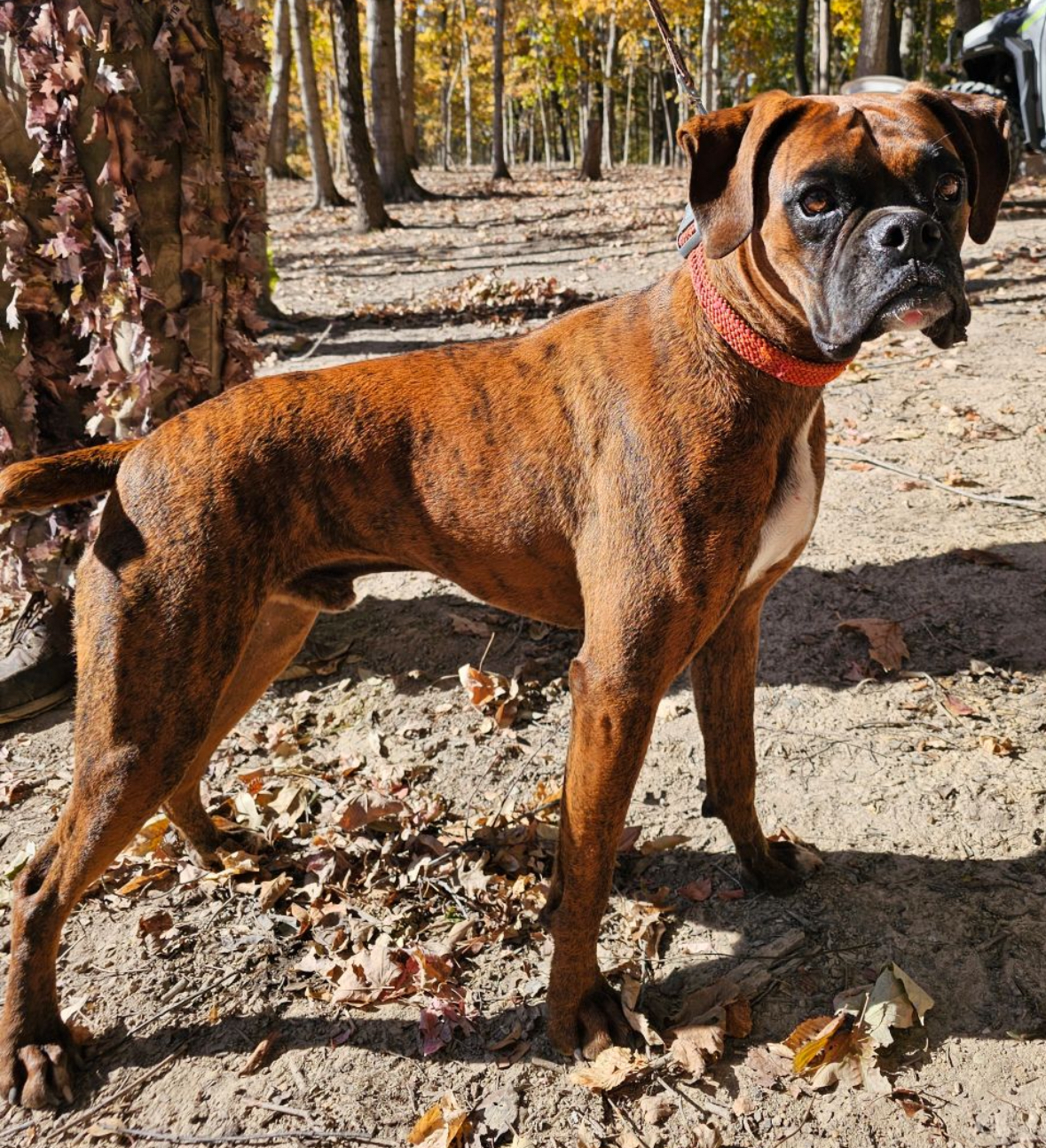 Buster, Adopted, Adult Male Boxer.