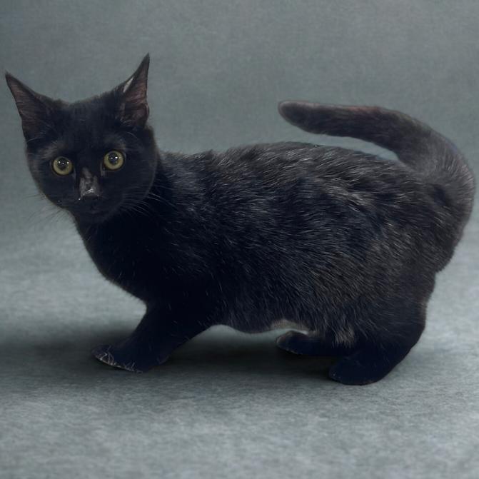 Midnight, Adoptable, Young Male Domestic Medium Hair.