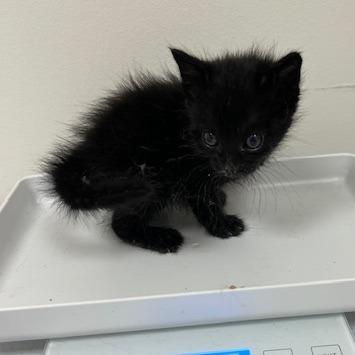 Midnight, Adoptable, Young Male Domestic Medium Hair.