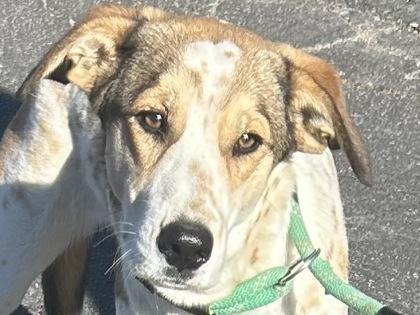 Enlarge Tasha, an adopted Mixed Breed in Georgetown, TX image 3/3