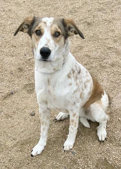 Enlarge Tasha, an adopted Mixed Breed in Georgetown, TX image 2/3