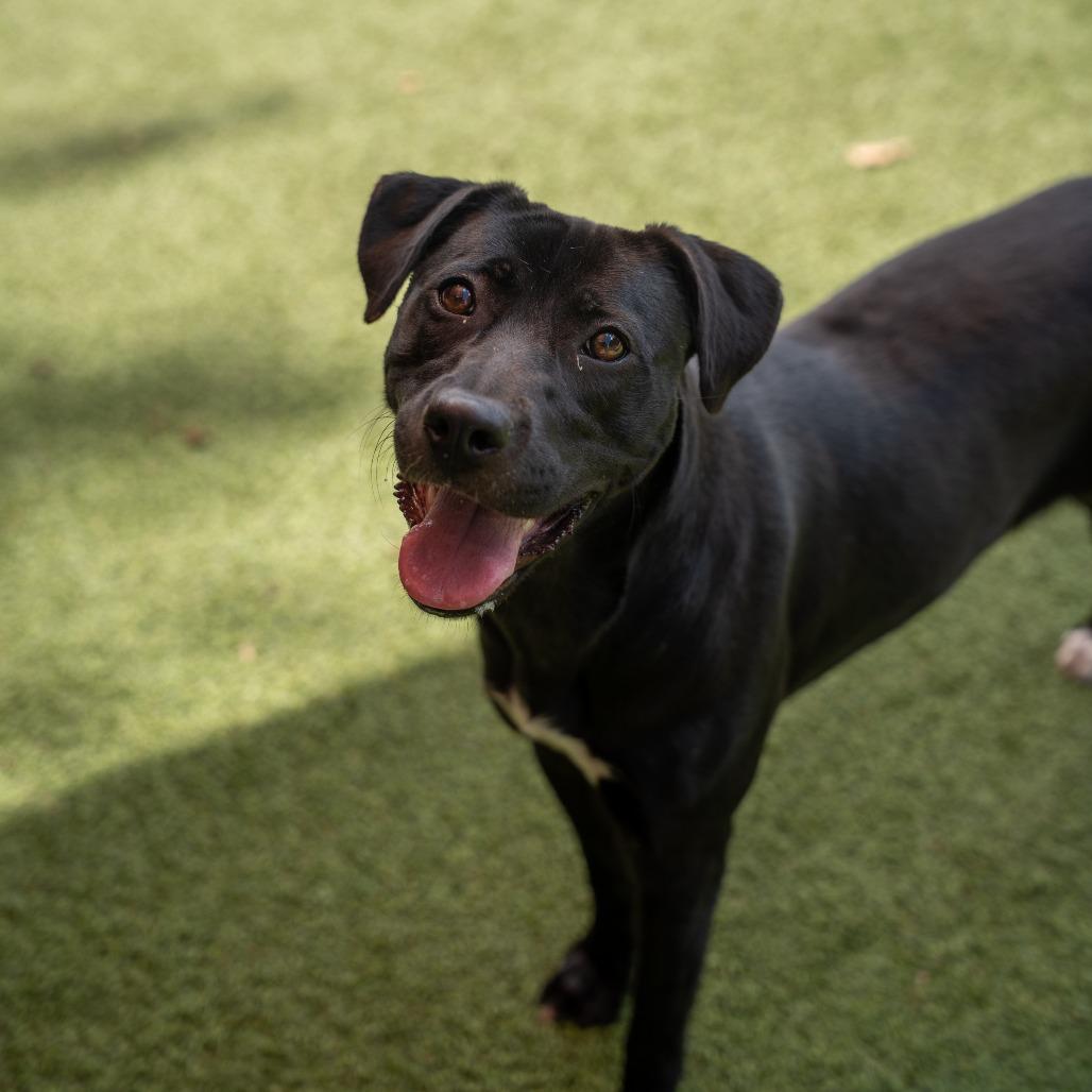Lucky, Adoptable, Young Female Mixed Breed.