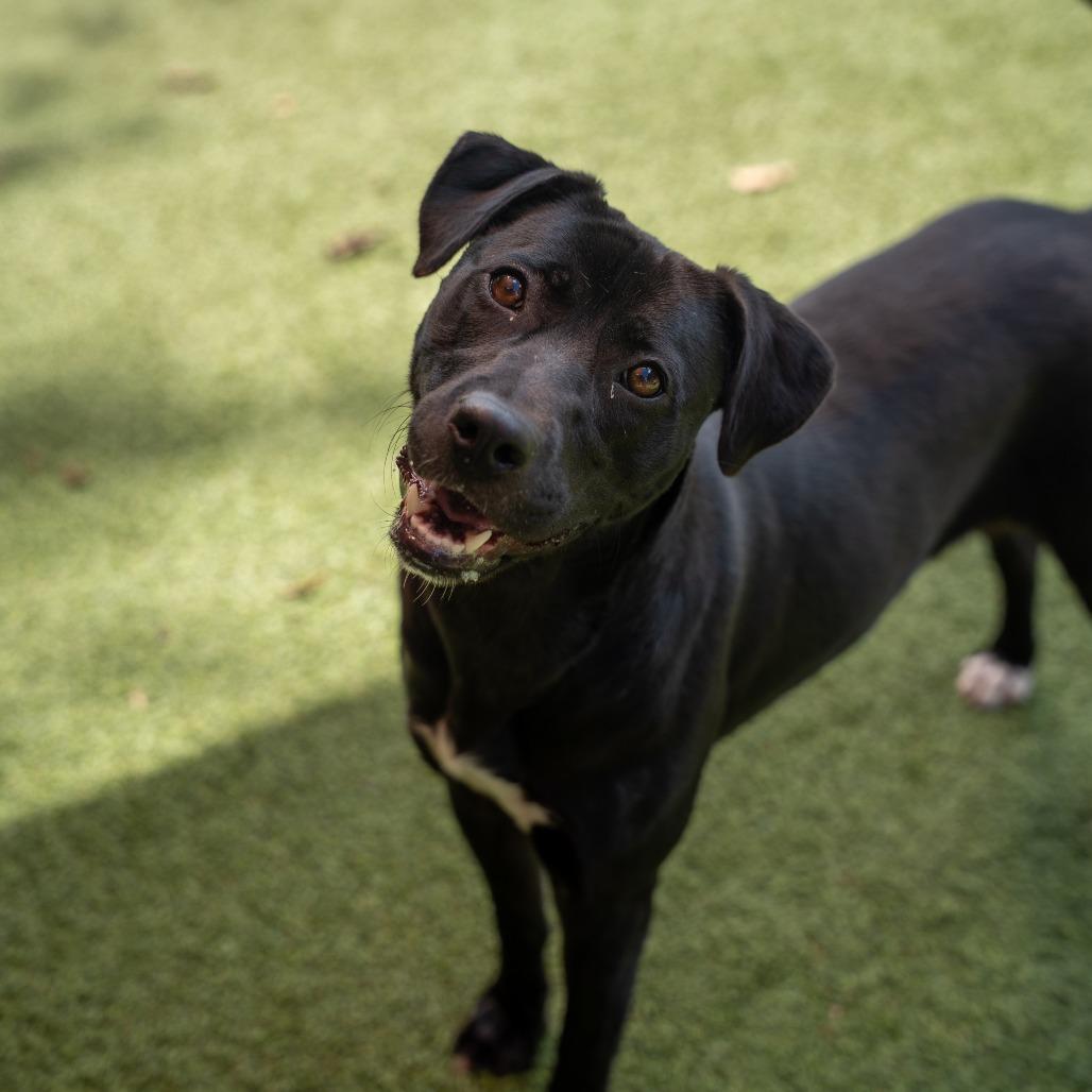 Enlarge Lucky, a Adoptable Mixed Breed in Gainesville, GA image 2/5
