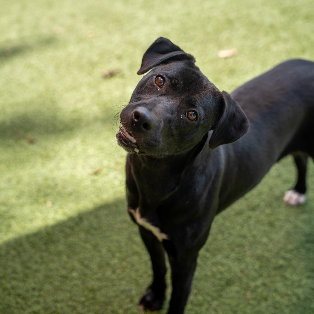 Enlarge Lucky, a Adoptable Mixed Breed in Gainesville, GA image 3/5