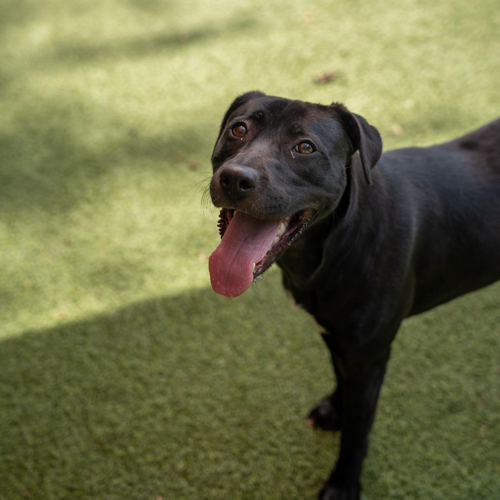 Enlarge Lucky, a Adoptable Mixed Breed in Gainesville, GA image 4/5