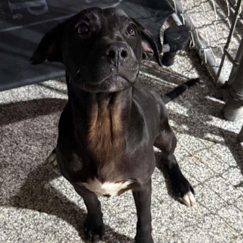 Enlarge Lucky, a Adoptable Mixed Breed in Gainesville, GA image 1/1