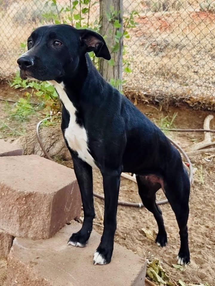 Ausha, Adopted, Adult Female Pit Bull Terrier & Black Labrador Retriever.
