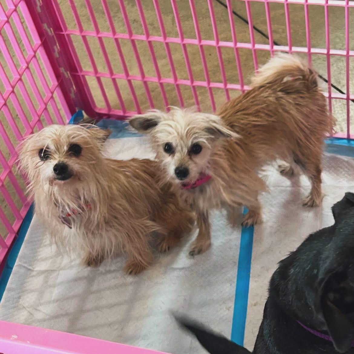 Enlarge Abby & Bella, a ADOPTABLE mixed breed in West Falls, NY image 2/3